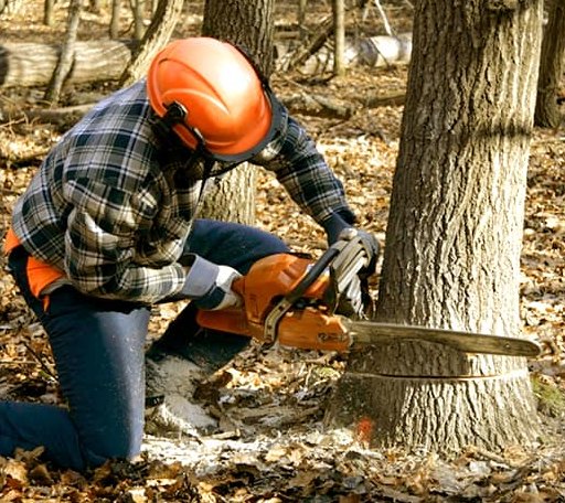 Tree Removal in Tennille, GA